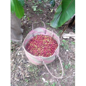 GourmetCoffee Specialty - Ethiopia Chelbesa Natural 250g